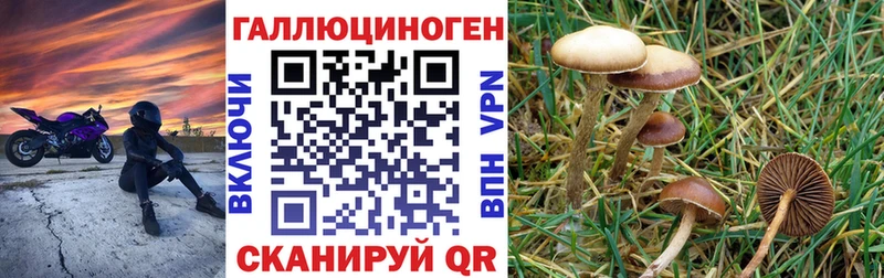 Псилоцибиновые грибы Psilocybe Можайск